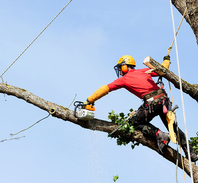 Élagueur grimpeur Elagage et abattage d arbres Gaillac Elagueur